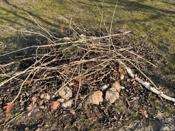 Stos gałęzi i liści na trawniku. Czy można palić gałęzie na wsi? To stos do rozpalenia ogniska.